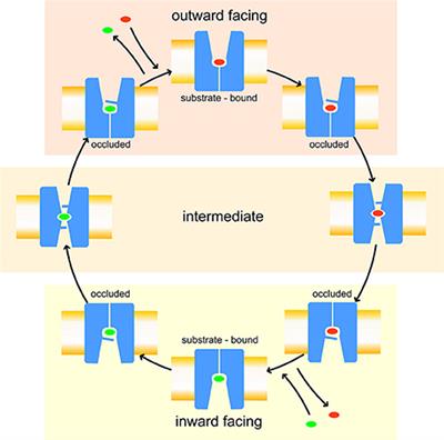 In silico Description of LAT1 Transport Mechanism at an Atomistic Level